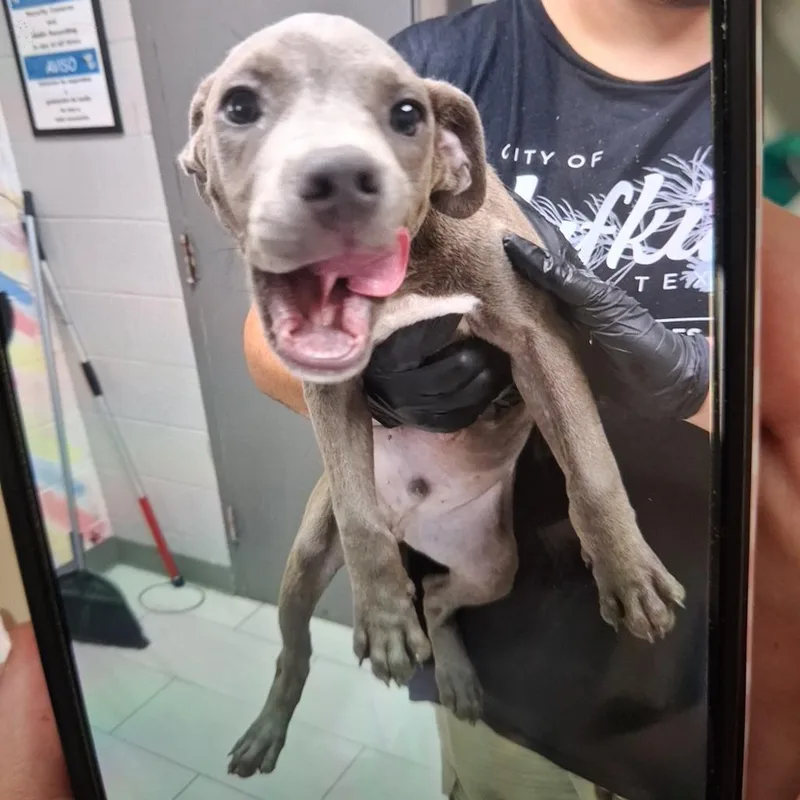 A young small-sized male Gray / Blue / Silver Mixed Breed dog named Turbo for adoption in Lufkin, TX