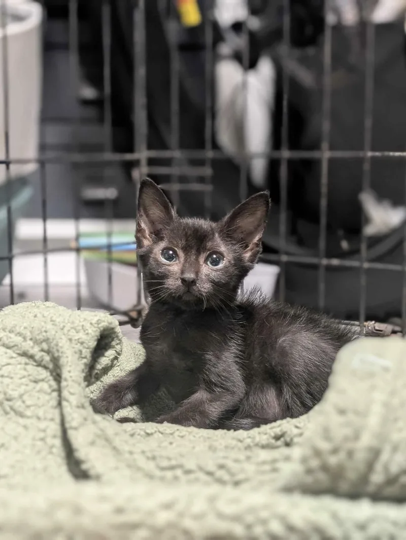 A baby small-sized male Domestic Short Hair cat named Brown Sugar for adoption in Hillsborough, NC