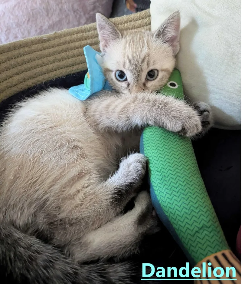 A baby small-sized male Lilac Point Domestic Short Hair cat named Dandelion for adoption in Seven Valleys, PA