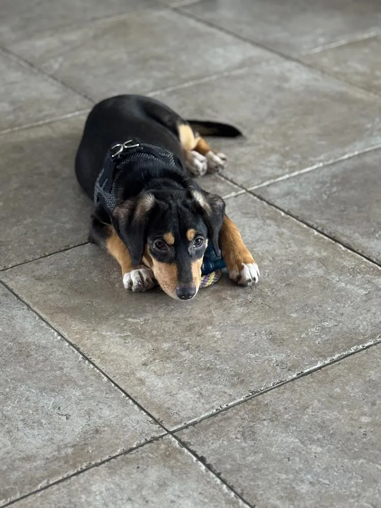 A baby small-sized female Brown / Chocolate Miniature Pinscher dog named Bambi for adoption in St. Petersburg, FL