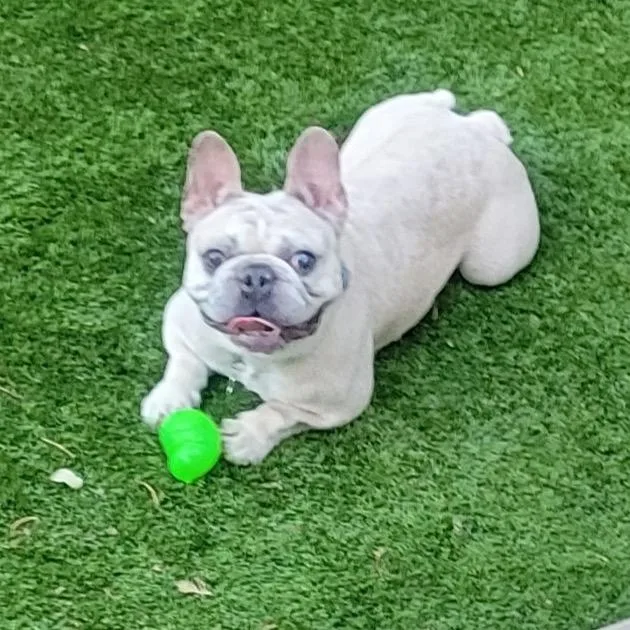 An adult small-sized male French Bulldog dog named Quincy for adoption in Houston, TX