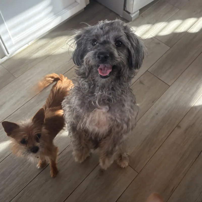 An adult small-sized female Standard Poodle dog named Olivia for adoption in Reedley, CA
