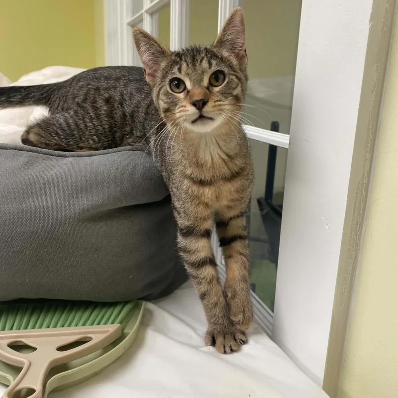 A baby medium-sized male Tabby (Buff / Tan / Fawn) Domestic Short Hair cat named Sanford for adoption in Royal Oak, MI
