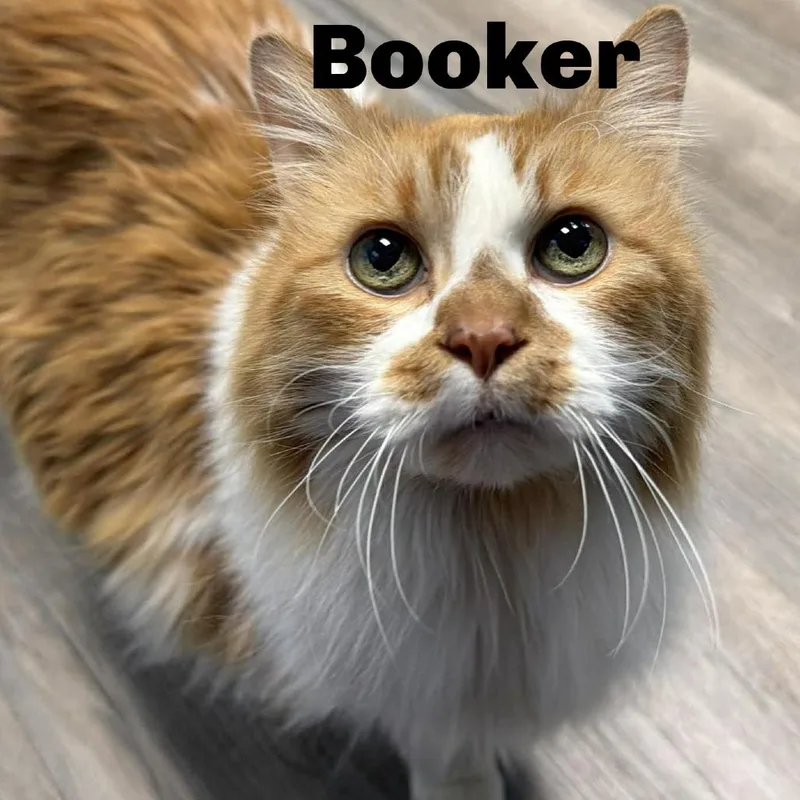Booker