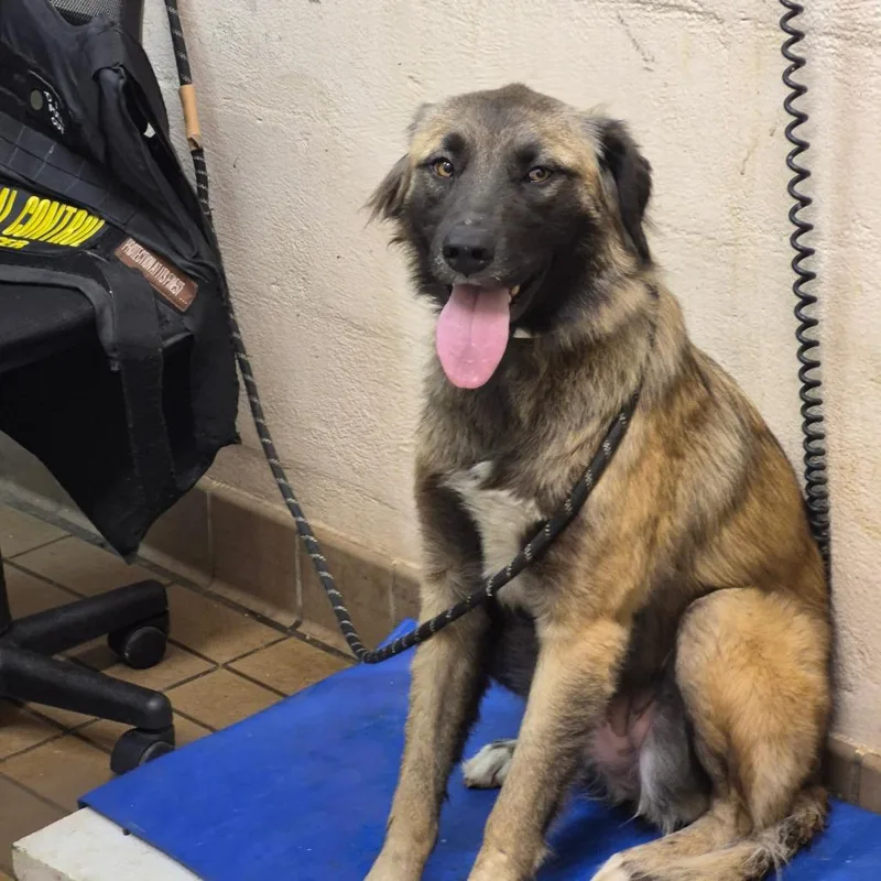 An adult medium-sized female Shepherd dog named Shayna for adoption in Birmingham, AL