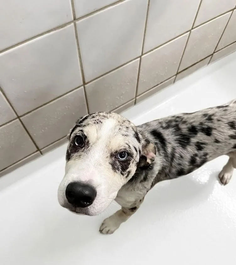 A young large-sized male Tricolor (Brown, Black, & White) Catahoula Leopard Dog dog named Tibby for adoption in Boca Raton, FL