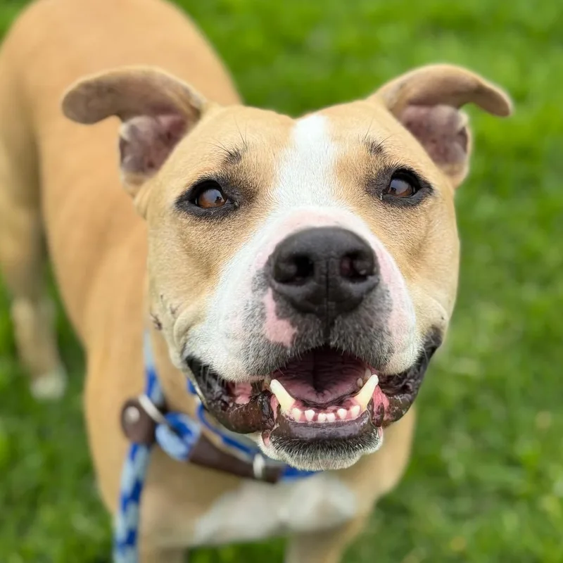 An adult medium-sized male Yellow / Tan / Blond / Fawn Staffordshire Bull Terrier dog named Baron for adoption in Santa Barbara, CA
