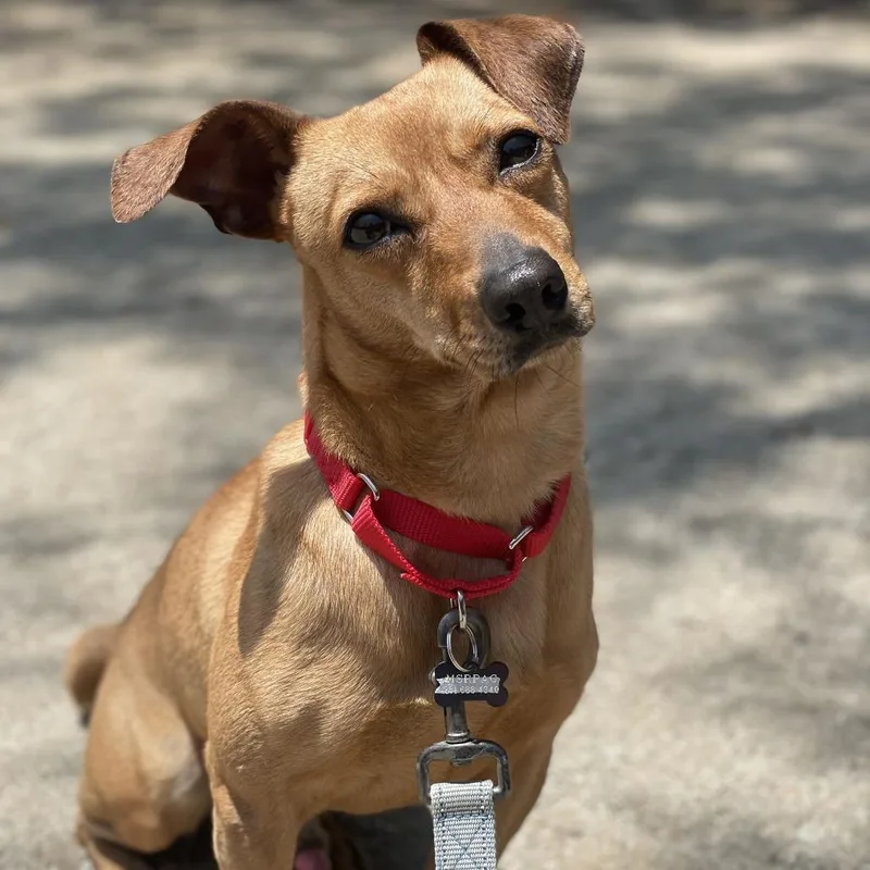 An adult small-sized male Yellow / Tan / Blond / Fawn Dachshund dog named Ralphie for adoption in Riverside, CA