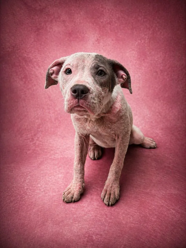 A baby medium-sized female Mixed Breed dog named Scratchy for adoption in Florence, SC