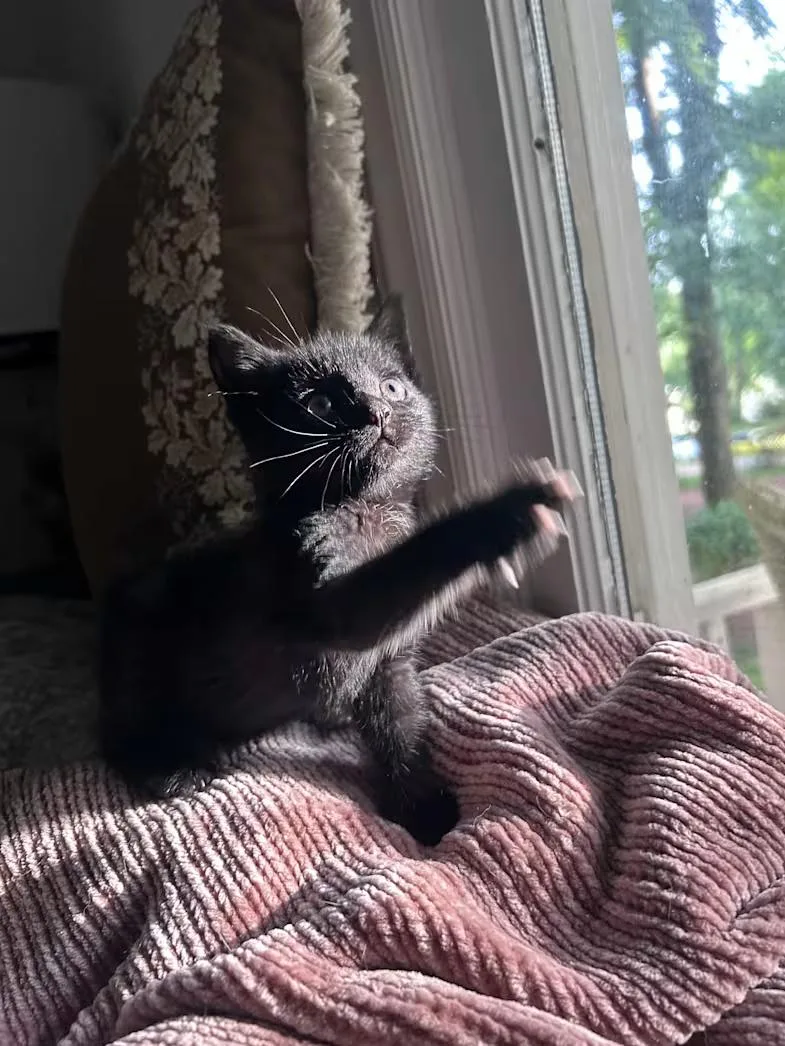 A baby medium-sized female Black Domestic Short Hair cat named Tala for adoption in Greensboro, NC