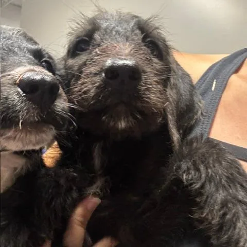 A baby medium-sized male Black Australian Shepherd dog named George for adoption in The Colony, TX