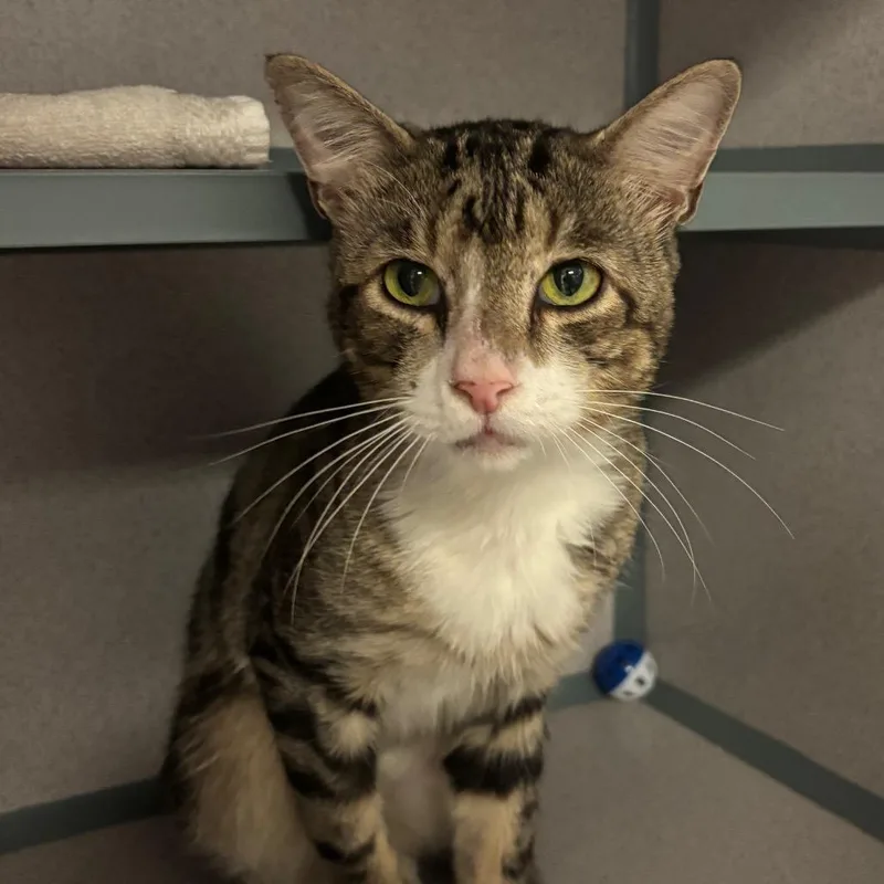 An adult large-sized male Brown / Chocolate Domestic Short Hair cat named Jasper for adoption in Port Charlotte, FL