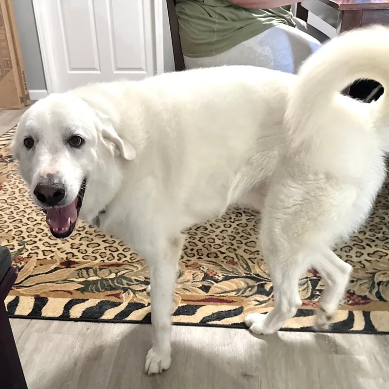 An adult large-sized male White / Cream Great Pyrenees dog named Murphy s for adoption in Sequatchie, TN