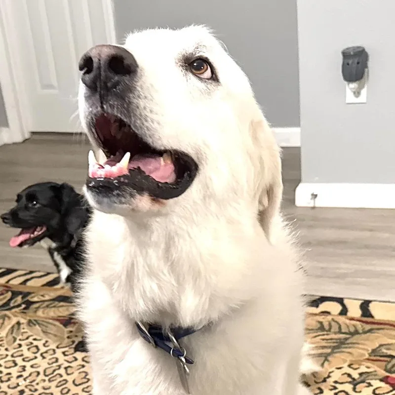 Murphy s thumbnail 5