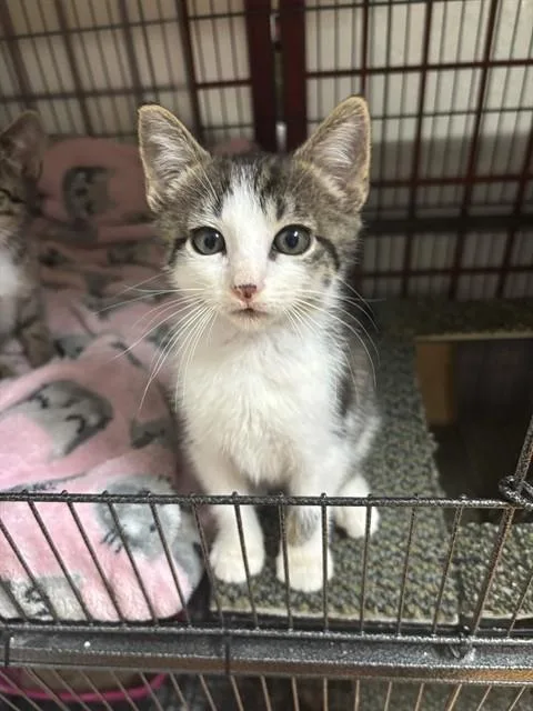 A baby small-sized male Domestic Short Hair cat named Ziggy for adoption in Tallahassee, FL