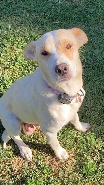 An adult medium-sized female Australian Cattle Dog / Blue Heeler dog named Avanti for adoption in Fort Lupton, CO