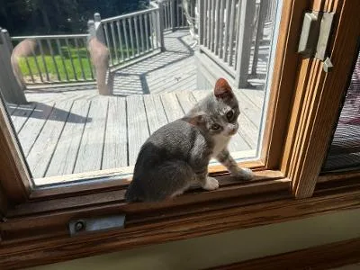 A baby medium-sized female Gray & White Domestic Short Hair cat named Crash for adoption in Mokena, IL