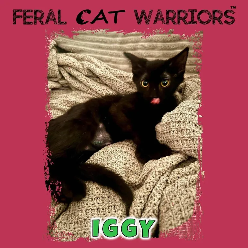 A baby small-sized female Black Domestic Medium Hair cat named Iggy for adoption in Kingman, AZ