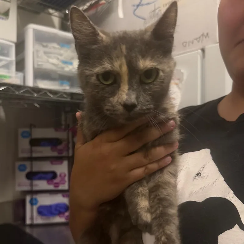 A young medium-sized female Gray / Blue / Silver Domestic Short Hair cat named Nikki for adoption in League City, TX
