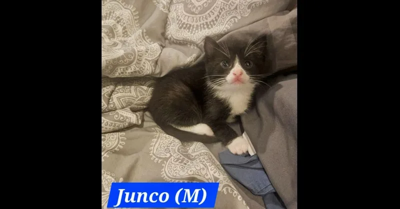 A baby small-sized male Black & White / Tuxedo Domestic Short Hair cat named Junco for adoption in Chalfont, PA