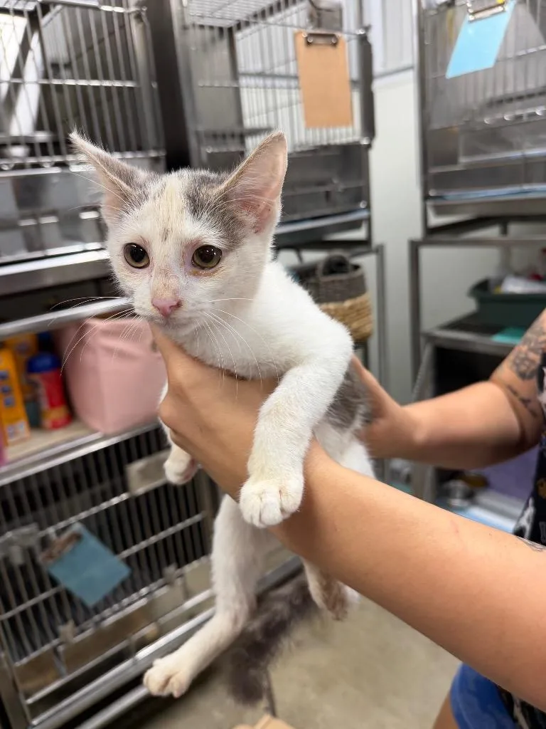 A baby small-sized female Domestic Short Hair cat named Wiggle for adoption in Greensburg, IN
