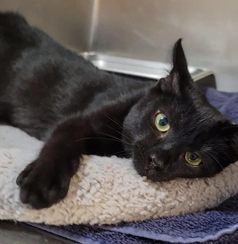 A baby small-sized female Domestic Short Hair cat named Lola for adoption in Sandusky, OH