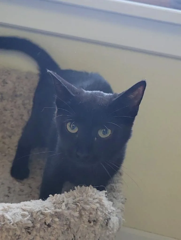 Lola thumbnail 2