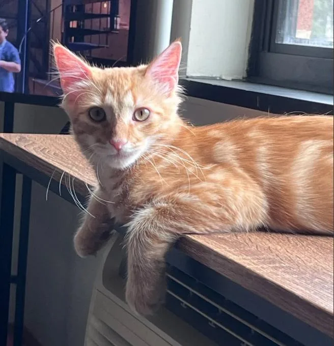 A baby medium-sized male Orange / Red Domestic Medium Hair cat named Malcolm for adoption in Stewartsville, NJ