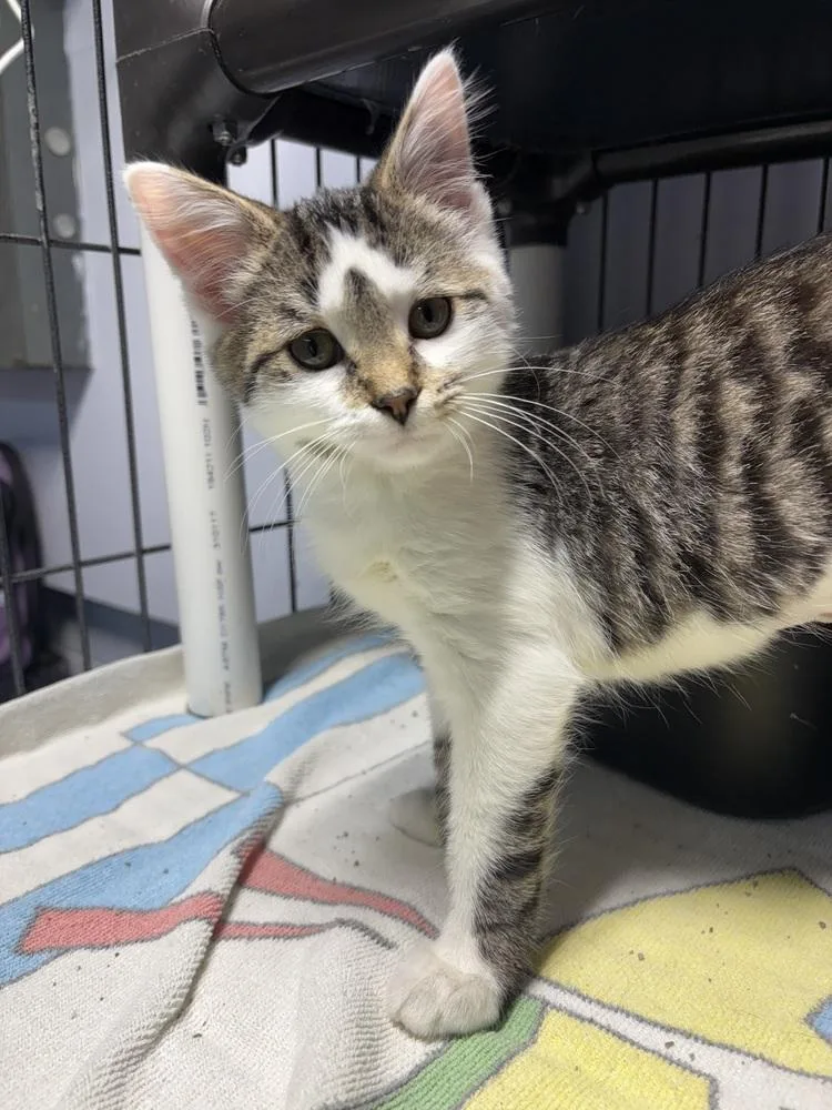 A baby small-sized female Domestic Short Hair cat named Sagwa for adoption in Mishawaka, IN