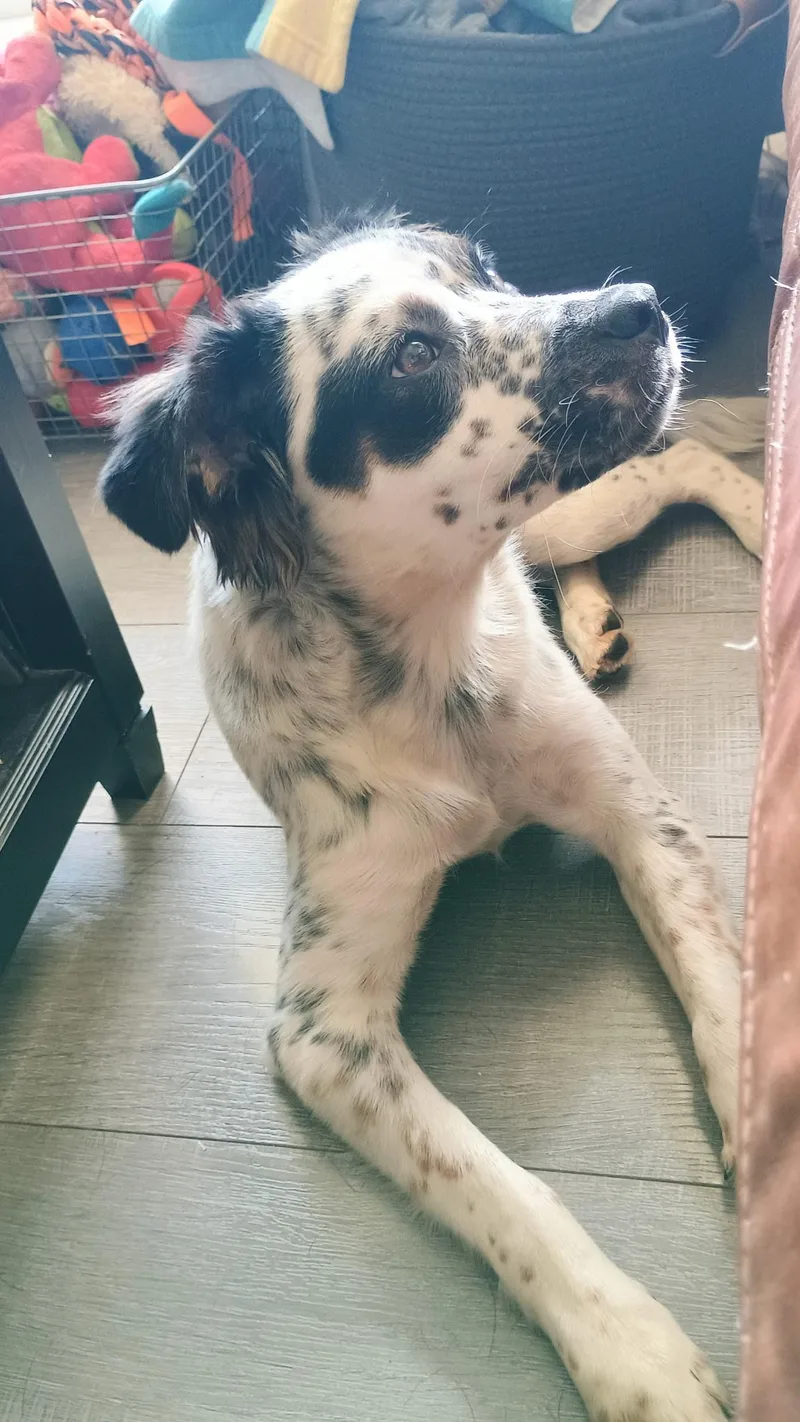 A young medium-sized female Dalmatian dog named Olive for adoption in Lakeport, CA