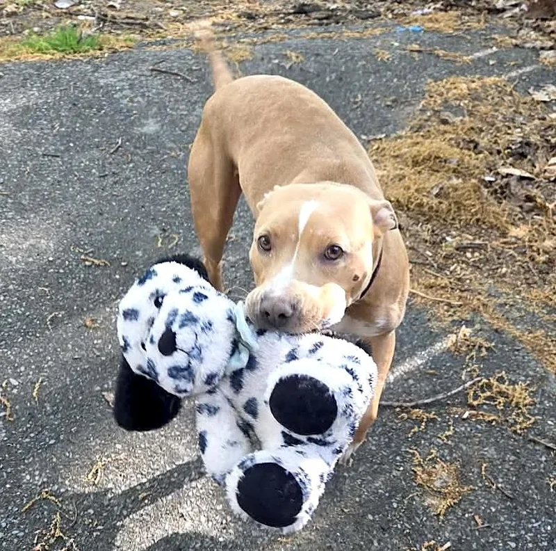 A young medium-sized female Pit Bull Terrier dog named Gypsy for adoption in Worcester, MA