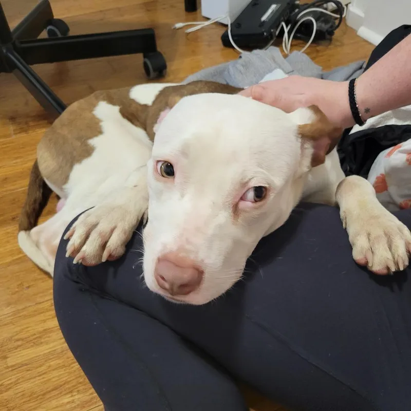 Crunchwrap thumbnail 2