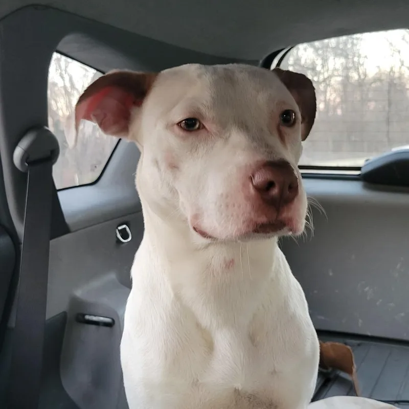 Crunchwrap thumbnail 3