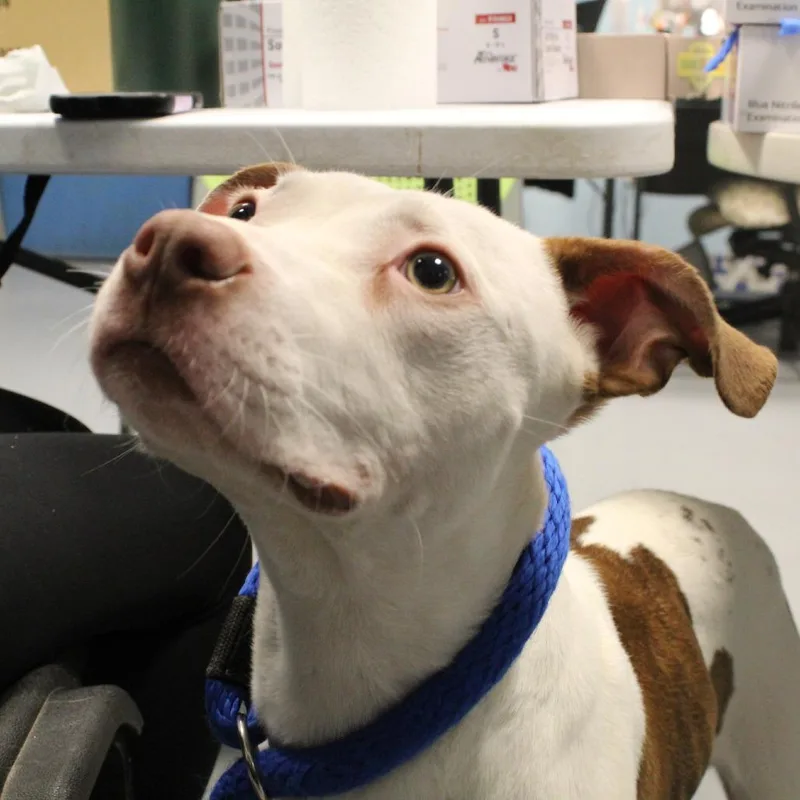 Crunchwrap thumbnail 5