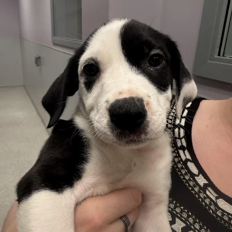 A baby medium-sized female Black Mixed Breed dog named Jessie for adoption in Cooperstown, NY