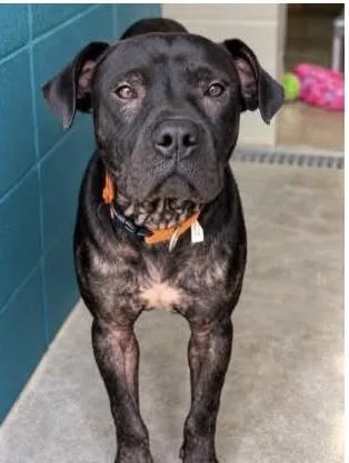 An adult large-sized male Black American Staffordshire Terrier dog named Batman for adoption in Cumberland, RI