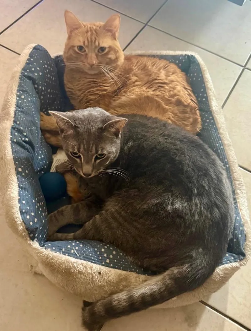 An adult medium-sized male Tabby (Orange / Red) Domestic Short Hair cat named Garfield & Drake Bonded for adoption in Boca Raton, FL