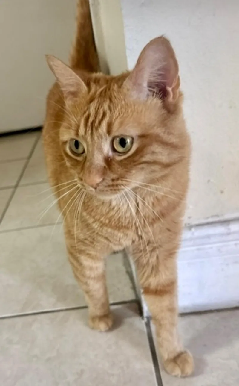 Garfield & Drake Bonded thumbnail 2