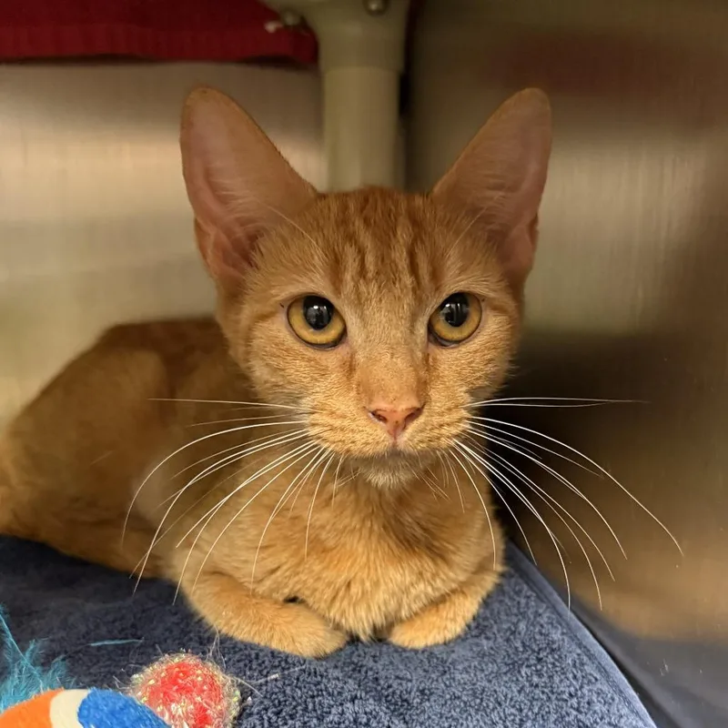 A young medium-sized female Orange / Red Domestic Short Hair cat named Charley for adoption in Fredericksburg, VA