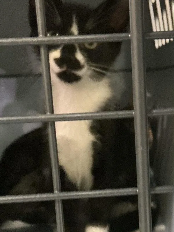 A baby small-sized male Domestic Short Hair cat named Yam for adoption in Virginia Beach, VA
