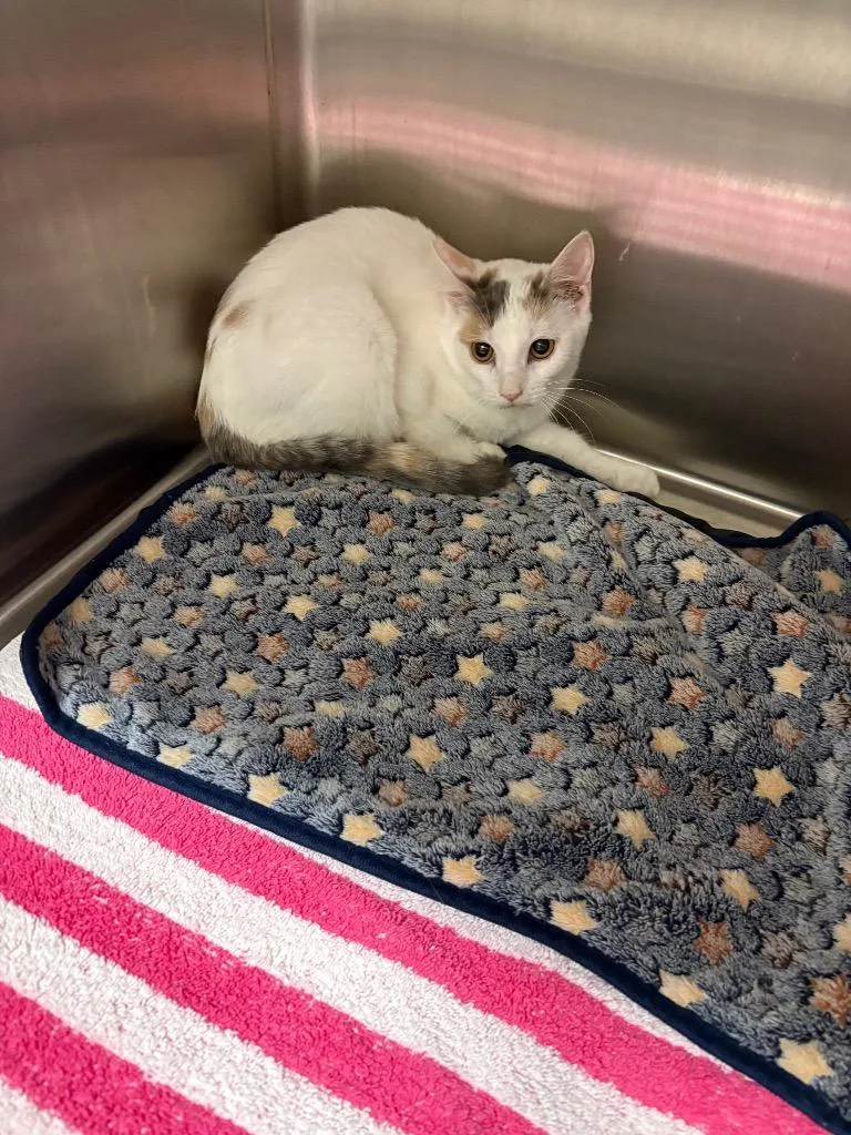 Pretty Girl thumbnail 2