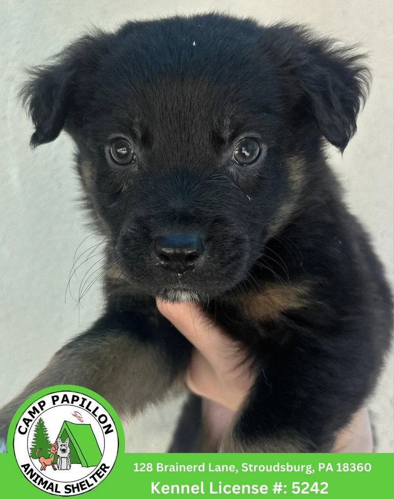 A young medium-sized male Bernese Mountain Dog dog named Pibbles for adoption in Stroudsburg, PA