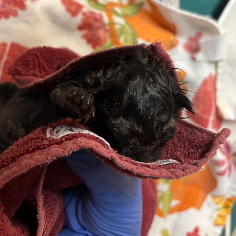 A baby small-sized female Black Domestic Short Hair cat named Dolly for adoption in Pasadena, CA