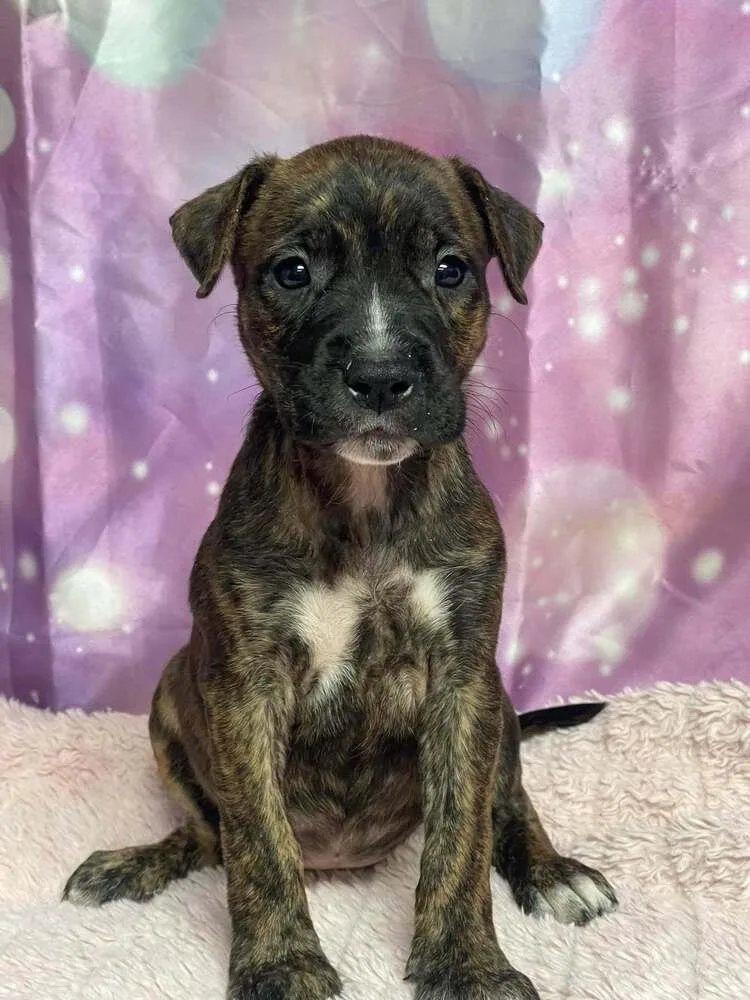A baby medium-sized female Boxer dog named Furniture Duo  Lamp for adoption in Aurora, CO