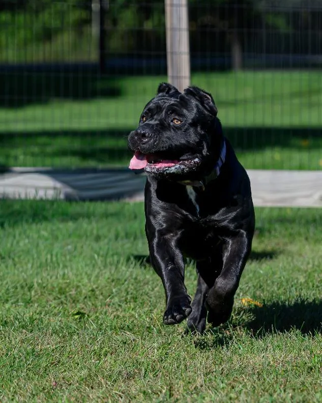 An adult large-sized male Cane Corso dog named Karma for adoption in Montclair, NJ
