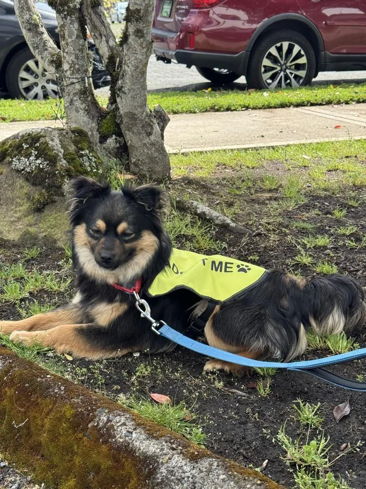 A young small-sized male Corgi dog named Bowser for adoption in Vancouver, WA
