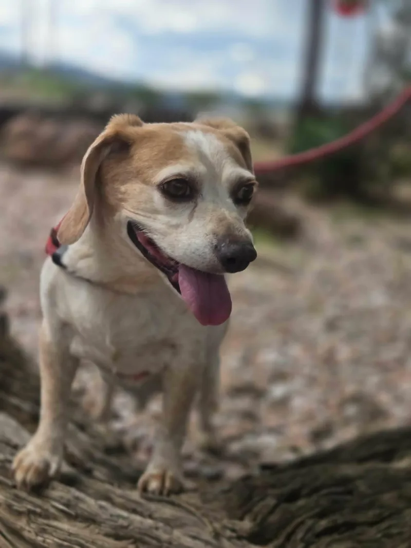 A senior small-sized male White / Cream Beagle dog named Rado for adoption in Canon City, CO