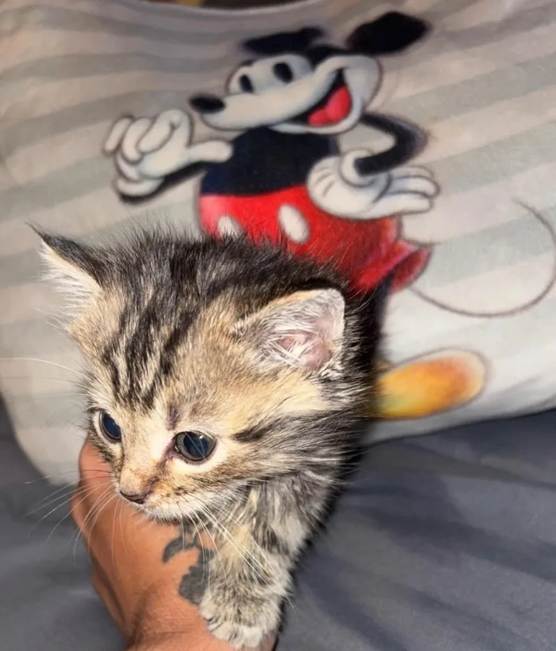 Mickey