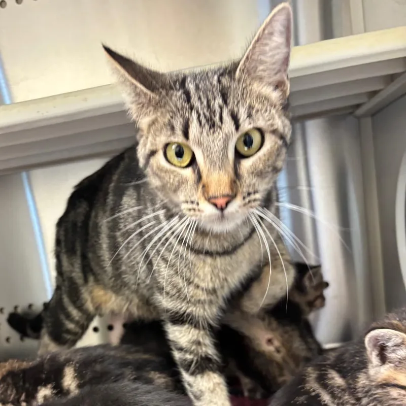 A young medium-sized female Brown / Chocolate Domestic Short Hair cat named Maia for adoption in Norman, OK