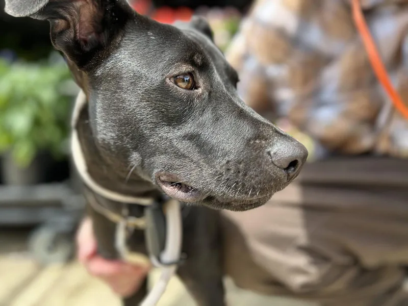 A baby large-sized male Labrador Retriever dog named Coach Lonestar for adoption in Rockaway, NJ